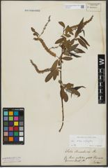 Foto von Salix alba L. x Salix fragilis L.